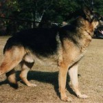 Gero 1991