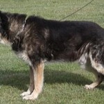 Kali - The old boy - Jan 2001