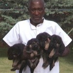 Mac and 'V' Puppies