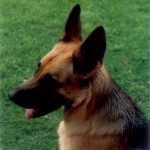 Oda 1992