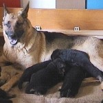 'V' Puppies