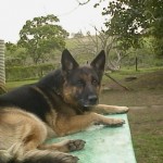 Saxon 19-10-1998