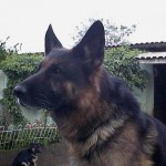 Saxon 9 years
