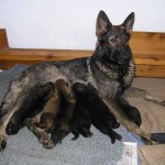 'W' Litter with Bakhari