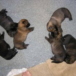 'W' Litter