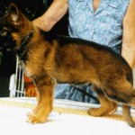 Ramubutan pup