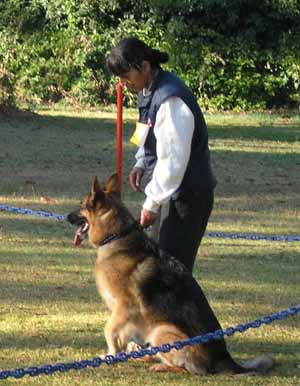 Sam Fernandes with her German Shepherd