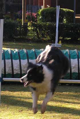 Linda's dog