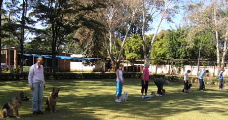 All beginners obedience competitors Athena, Denise, Collette, Sue, Linda, Sheena, Paulo
