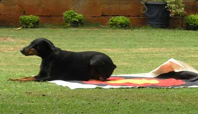 2013 KCH 25  Dog Party.jpg