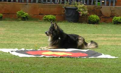 2013 KCH 26 Dog Party.jpg