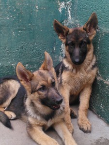 10 Month old GSDs