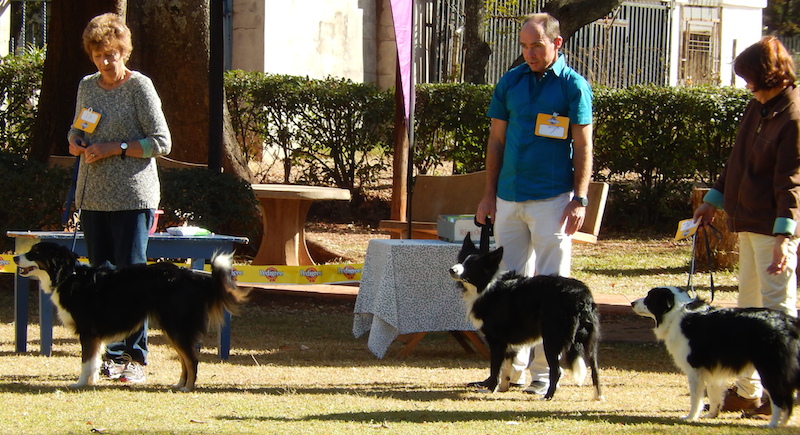 BOB Border Collies