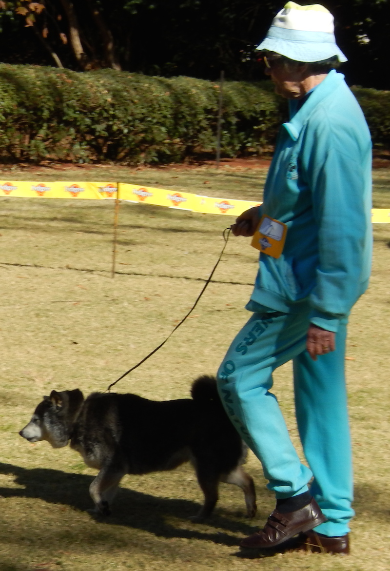 tility only dog