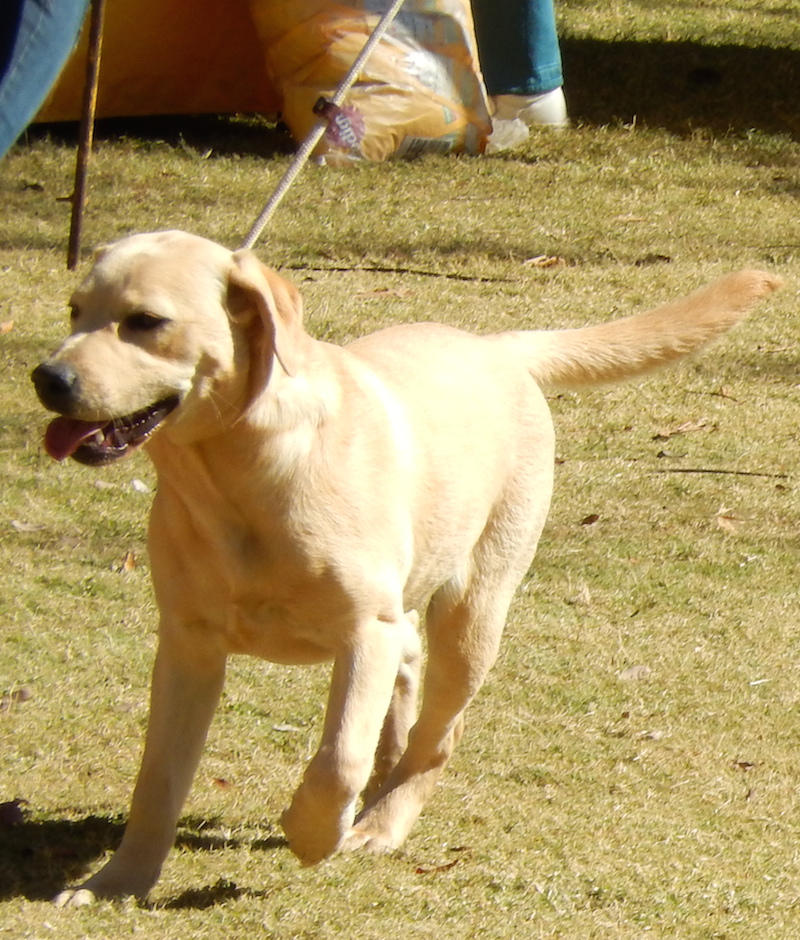 Gundogs