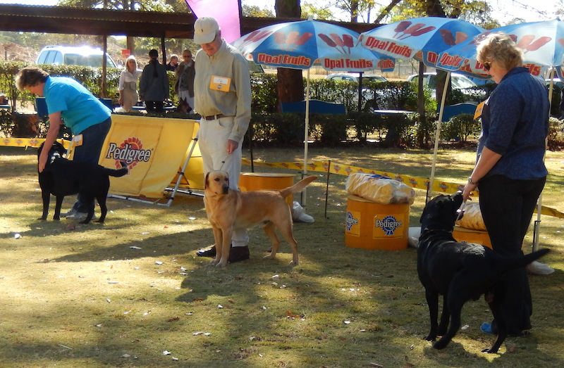 Gundogs