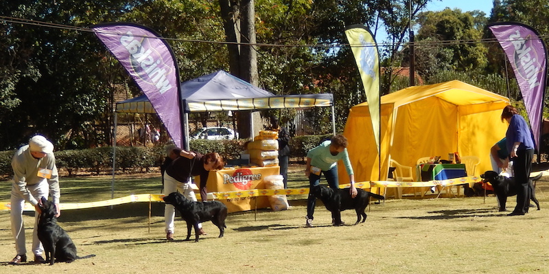 Gundogs