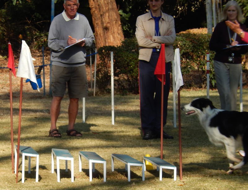 Border collies in action