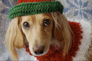 Christmas Dog