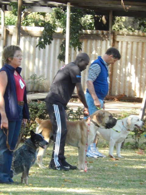 Peta Clarke with her Meg,very keen Australian Heeler, Tendai Nyaundi with his Boerboel Toruk, working very well and Dennis Todd with Tucker his Labrador