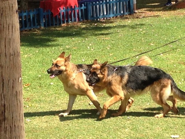 GSD Show 20151003-2