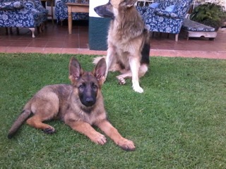 Susan New Pups