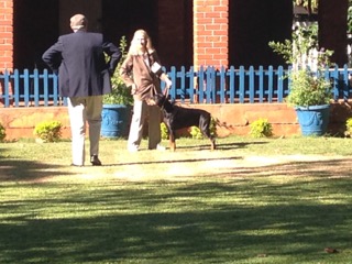 Two Dobermann’s were entered: HAVERHILL HARKO VON COLNETAL won the class and was second in the line up at the end. CH. HYSAND QUAESTA VON COLNETAL