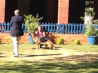 Two German Shepherds were entered and Rio came first in the line up. CH. RIO VOM SCHLOSS DER HUNDE  HEAVEN VOM SCHLOSS DER HUNDE AT TEGWYN