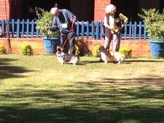 Two Welsh Corgies were entered OMAIRA VOM MOOSOCKER  KARAT  VOM MOOSOCHER