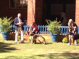 Two German Shepherds were entered and Rio came first in the line up. CH. RIO VOM SCHLOSS DER HUNDE HEAVEN VOM SCHLOSS DER HUNDE AT TEGWYN