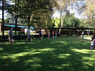 Novice class had 8 dogs entered, a border collie, Australian cattle dog, Labrador, Miniature Poodle, and at the end 2 German Shepherd dogs handled by Lana Logan.