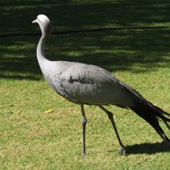 Tulbagh - Hunters Retreat 09 - Blue Crane Tulbagh, Blue Crane on Hunters retreat farm