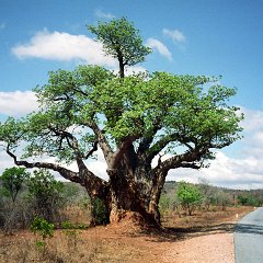 IMG3314 Zimbabwe, Zambezi valley, Baobab