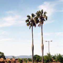 IMG3323 Zambia