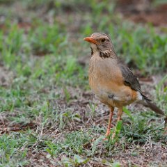 Zimbabwe-Harare-Birds 32-Kurrichane Thrush Kurrichane Thrush