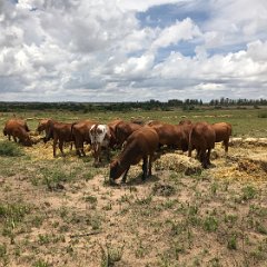 Zimbabwe-Headlands 24-Carmens Cows Headlands, Mashona Cattle