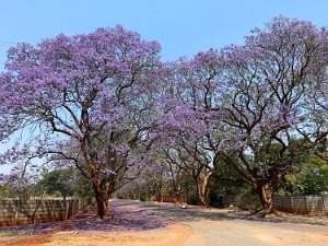 Zimbabwe Oct 2019