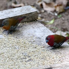 Zimbabwe-Aberfoyle-Birds-01-Red-throated Twinspot Aberfoyle, Twinspot