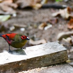 Zimbabwe-Aberfoyle-Birds-04-Red-faced Crimsonwing Aberfoyle, Crimsonwing