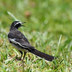 Zimbabwe-Aberfoyle-Birds-07-African Pied Wagtail Aberfoyle, African Pied Wagtail