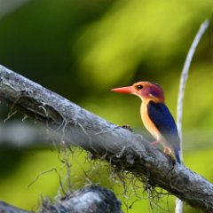 Zimbabwe-Aberfoyle-Birds-09-African Pygmy Kingfisher Aberfoyle, Pygmy Kingfisher
