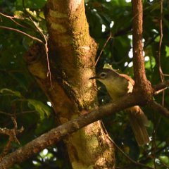 Zimbabwe-Aberfoyle-Birds-12-Yellow-streaked Greenbul Aberfoyle, Yellow-streaked Greenbul