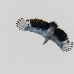 Zimbabwe-Aberfoyle-Birds-17-Palm-nut Vulture Aberfoyle, Palm Nut Vulture