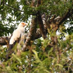 Zimbabwe-Aberfoyle-Birds-19-Palm-nut Vulture Aberfoyle, Palm Nut Vulture