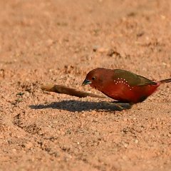 Zimbabwe-Aberfoyle-Birds-20-African Firefinch Aberfoyle, African Firefinch
