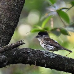 Zimbabwe-Aberfoyle-Birds-23-African Broadbill Aberfoyle, African Broadbill