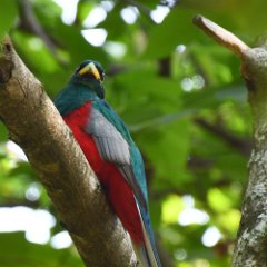 Zimbabwe-Aberfoyle-Birds-27-Narina Trogon Aberfoyle, Trogon