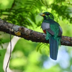 Zimbabwe-Aberfoyle-Birds-29-Narina Trogon Aberfoyle, Trogon