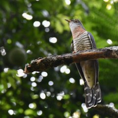 Zimbabwe-Aberfoyle-Birds-32-Red-chested Cuckoo Aberfoyle, Red-chested Cuckoo