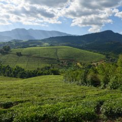 Zimbabwe-Eastern Highlands Tea Plantations-01 Eastern Highlands Tea Plantations